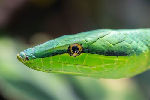 绿毒蛇 · 免费素材图片