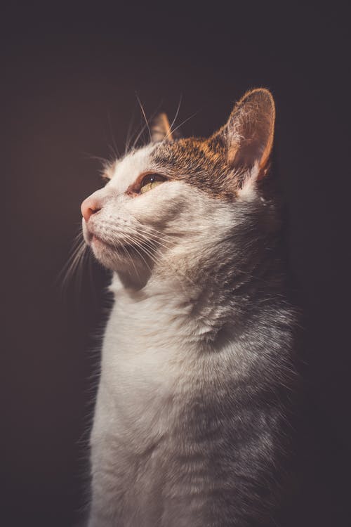 印花布猫 · 免费素材图片