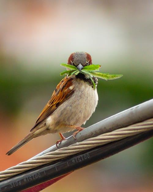 鸟栖息在电缆上的特写照片 · 免费素材图片
