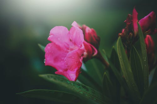 粉红花瓣的花朵绽放特写摄影 · 免费素材图片