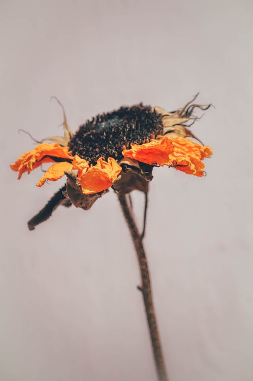 垂死的向日葵的特写照片 · 免费素材图片
