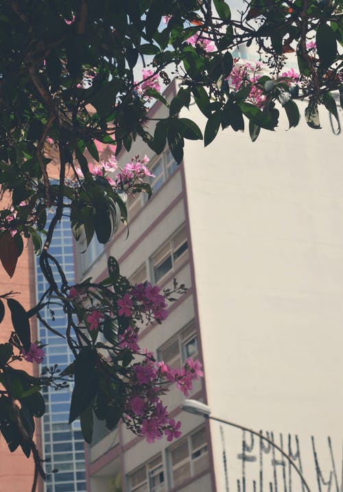 白色混凝土建筑 · 免费素材图片