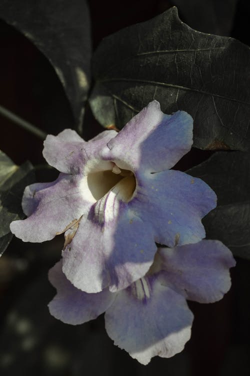 白花瓣 · 免费素材图片