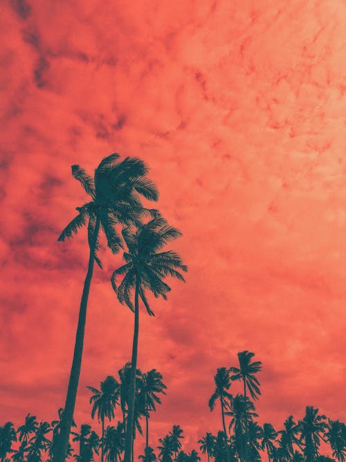 椰子棕榈树 · 免费素材图片