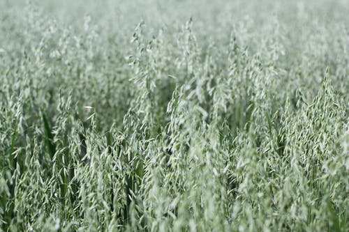 绿色的高草 · 免费素材图片