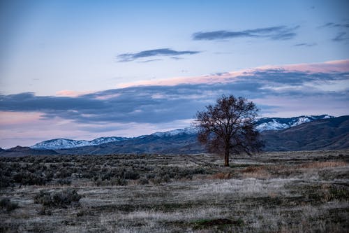 蓝蓝的天空下的树 · 免费素材图片