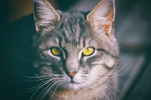 灰色虎斑猫 · 免费素材图片