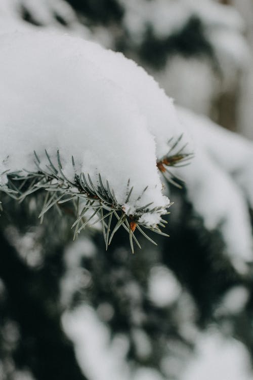 大雪覆盖的绿色植物 · 免费素材图片