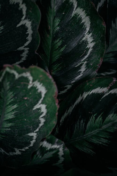 绿白叶植物 · 免费素材图片