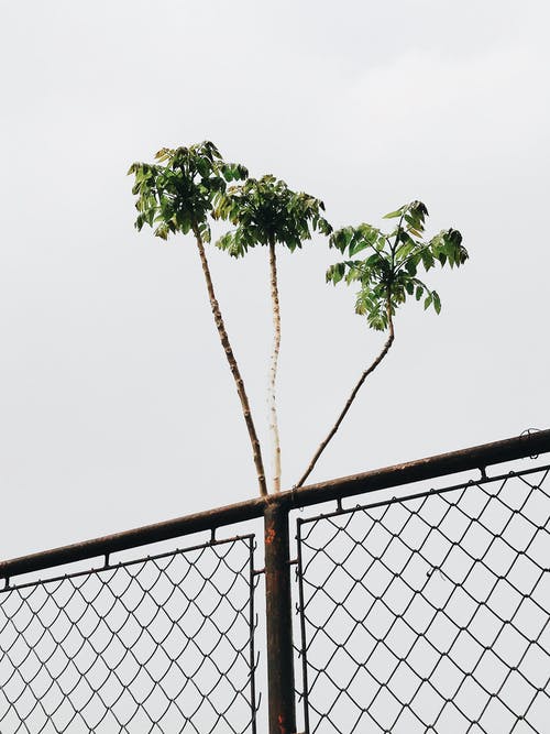 绿叶植物 · 免费素材图片