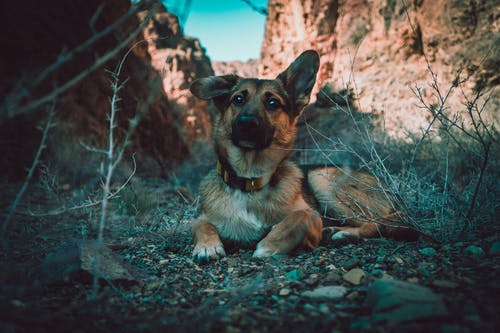 黑色和棕褐色的德国牧羊犬幼犬坐在岩石上 · 免费素材图片