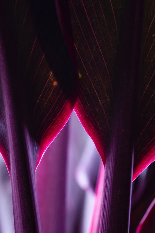 紫叶 · 免费素材图片