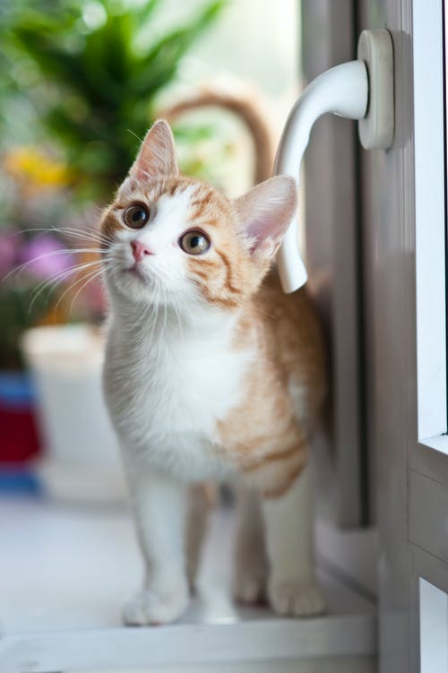 橙色虎斑猫靠近窗口 · 免费素材图片