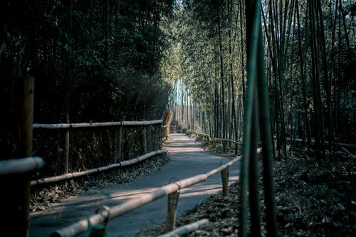 竹林线的清晰路径 · 免费素材图片