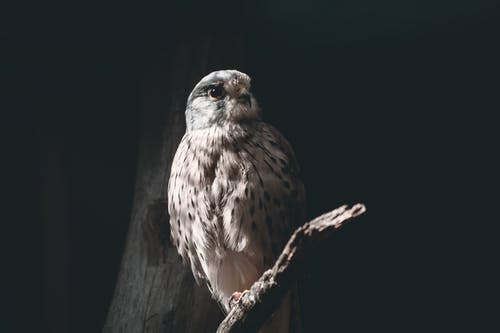 灰色和棕色猫头鹰在夜间树枝上 · 免费素材图片