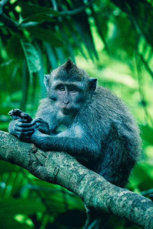 猴子在树枝上 · 免费素材图片