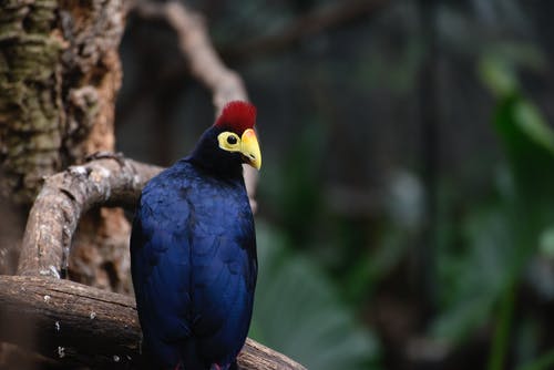 蓝鸟的选择性聚焦摄影 · 免费素材图片