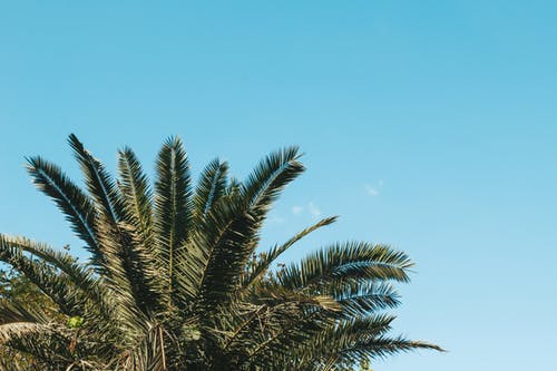 白天棕榈叶的照片 · 免费素材图片