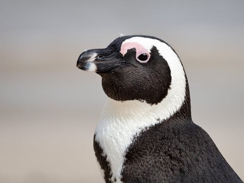 黑白企鹅 · 免费素材图片