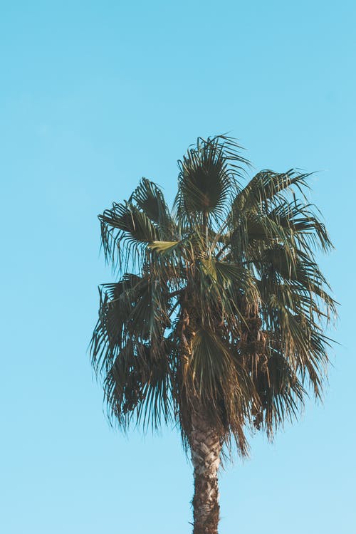 绿色的棕榈树的照片 · 免费素材图片