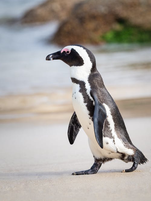 黑色和白色企鹅在沙滩上行走 · 免费素材图片