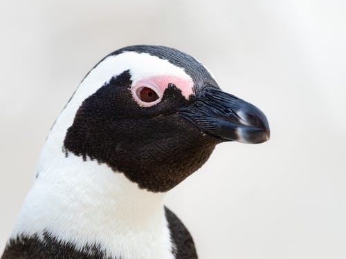 黑白企鹅 · 免费素材图片