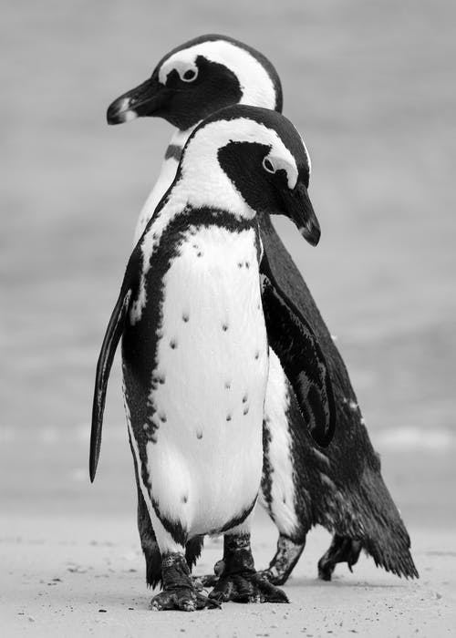 站立的两只黑白企鹅 · 免费素材图片