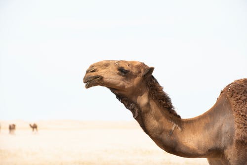 棕色骆驼的选择性聚焦摄影 · 免费素材图片