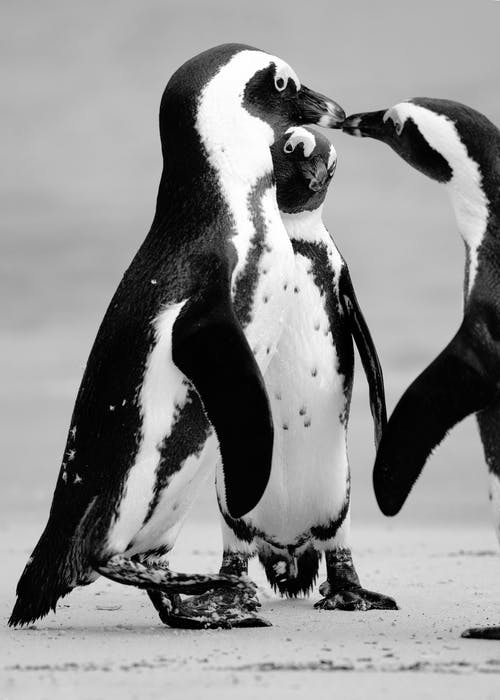 站在雪地上的白色和黑色的企鹅 · 免费素材图片