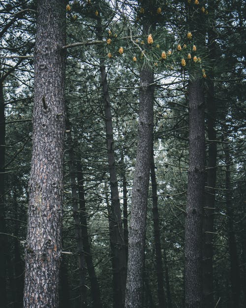 绿叶树木景观摄影 · 免费素材图片