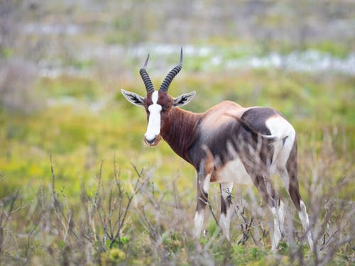 棕色和白色羚羊在草地上 · 免费素材图片