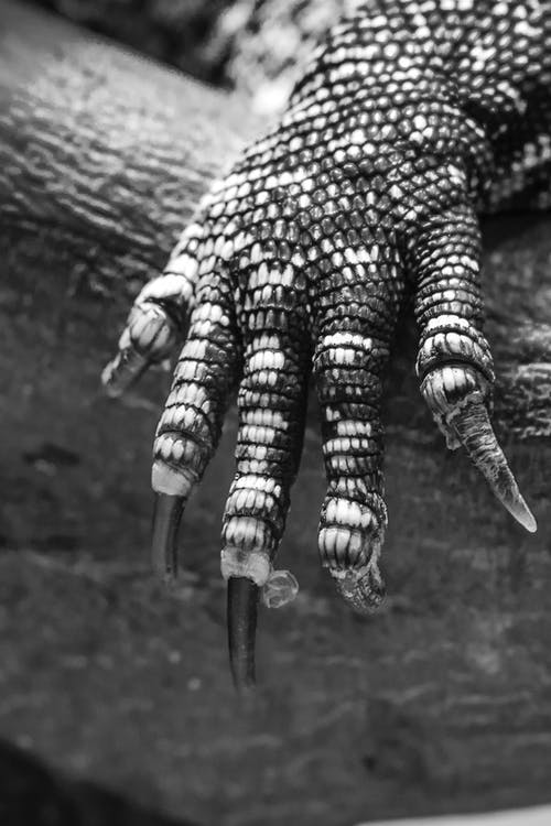 蜥蜴监视器的手臂的灰度照片 · 免费素材图片