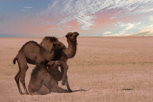 骆驼在沙滩上的组 · 免费素材图片