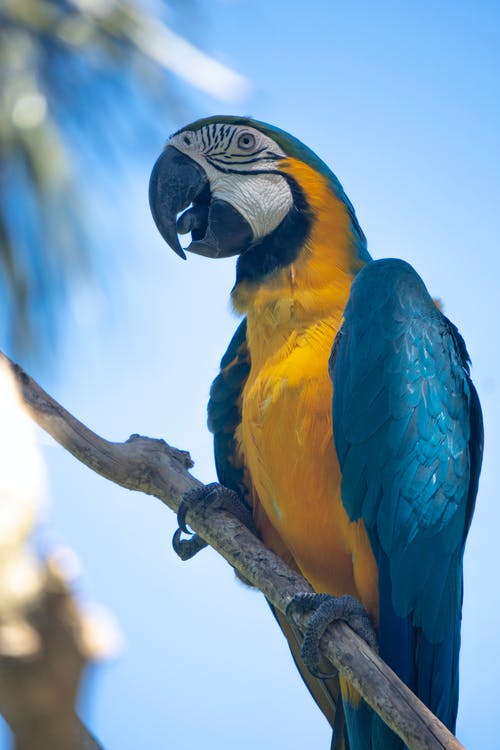 蓝色和黄色的金刚鹦鹉栖息在树枝上 · 免费素材图片