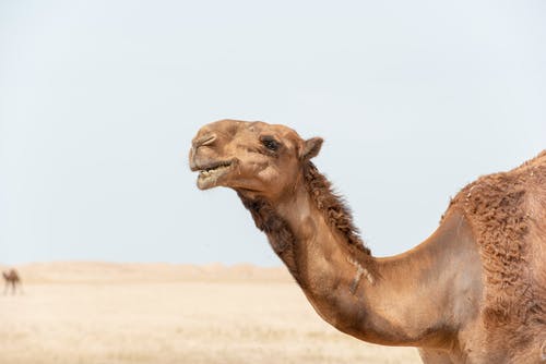 棕色骆驼的特写 · 免费素材图片