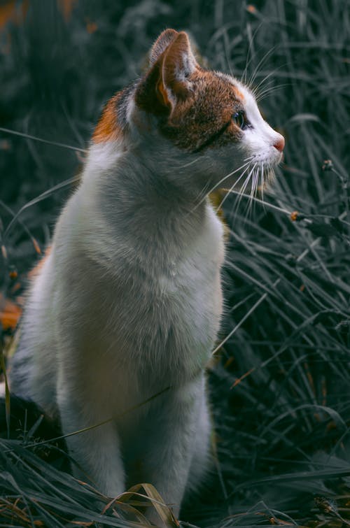 猫向右看 · 免费素材图片