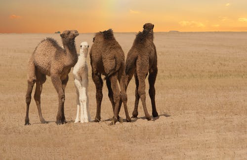 沙漠上的三个棕色骆驼 · 免费素材图片
