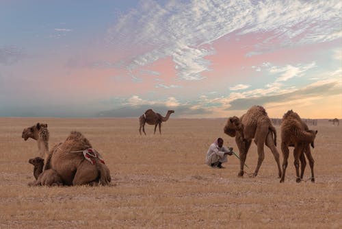 坐在四个骆驼附近的人 · 免费素材图片