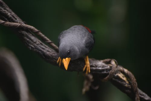 选择性聚焦摄影上的灰鸟 · 免费素材图片
