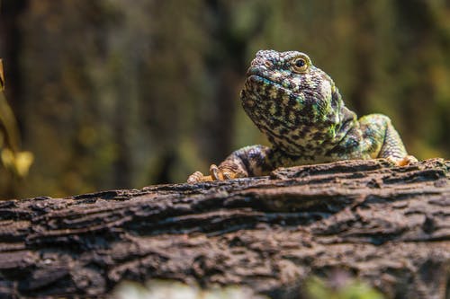 绿色和黑色蜥蜴在岩石特写摄影 · 免费素材图片