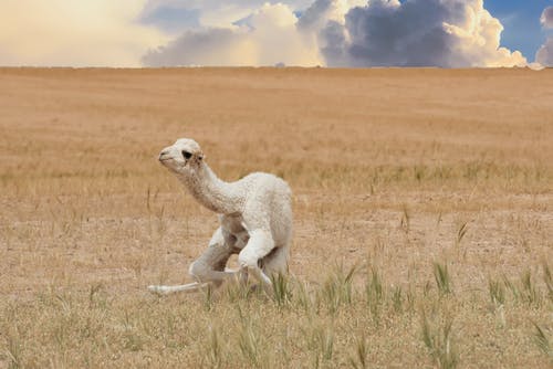 骆驼坐在草地上 · 免费素材图片