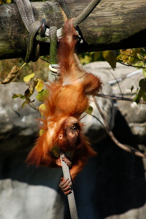 猩猩倒挂在绳子上的照片 · 免费素材图片
