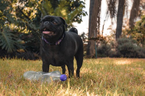 黑色哈巴狗站在透明的塑料瓶前的照片 · 免费素材图片