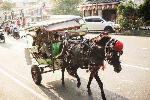 女人和孩子骑黑马车 · 免费素材图片