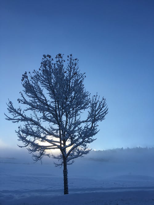 光秃秃的树上覆盖着雪 · 免费素材图片