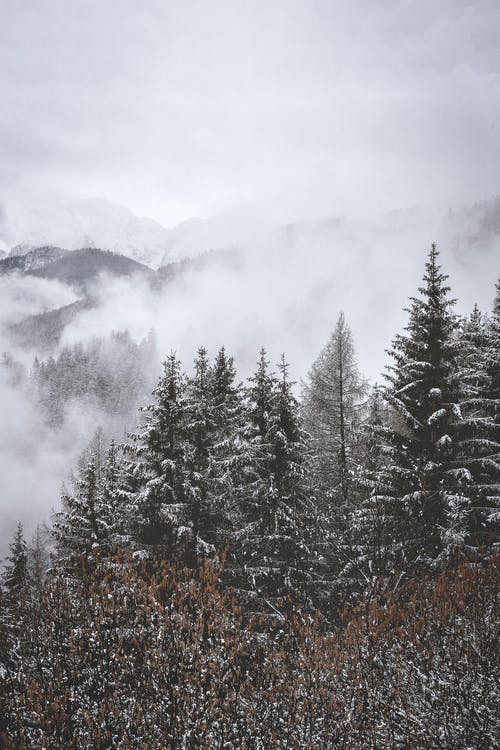 山上积雪的树木的航拍 · 免费素材图片