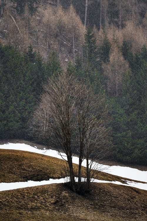 无叶树 · 免费素材图片