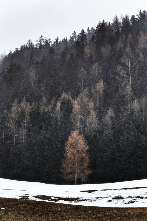 松树被雪包围 · 免费素材图片