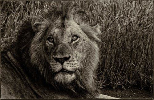 狮子的灰度摄影 · 免费素材图片