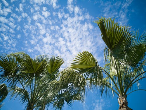 蓝蓝的天空下的棕榈树 · 免费素材图片